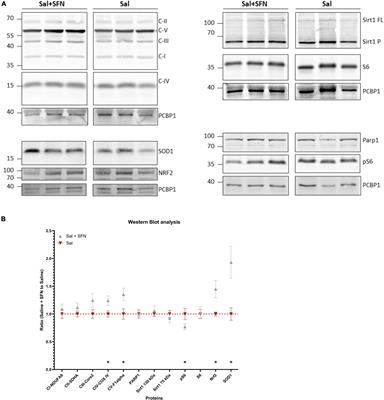 Sulforaphane Ameliorates Metabolic Changes Associated With Status Epilepticus in Immature Rats